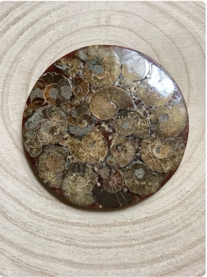 Authentic Ammonite Fossil Disc: Ammonite Crystal, Third Eye Chakra, Crown Chakra