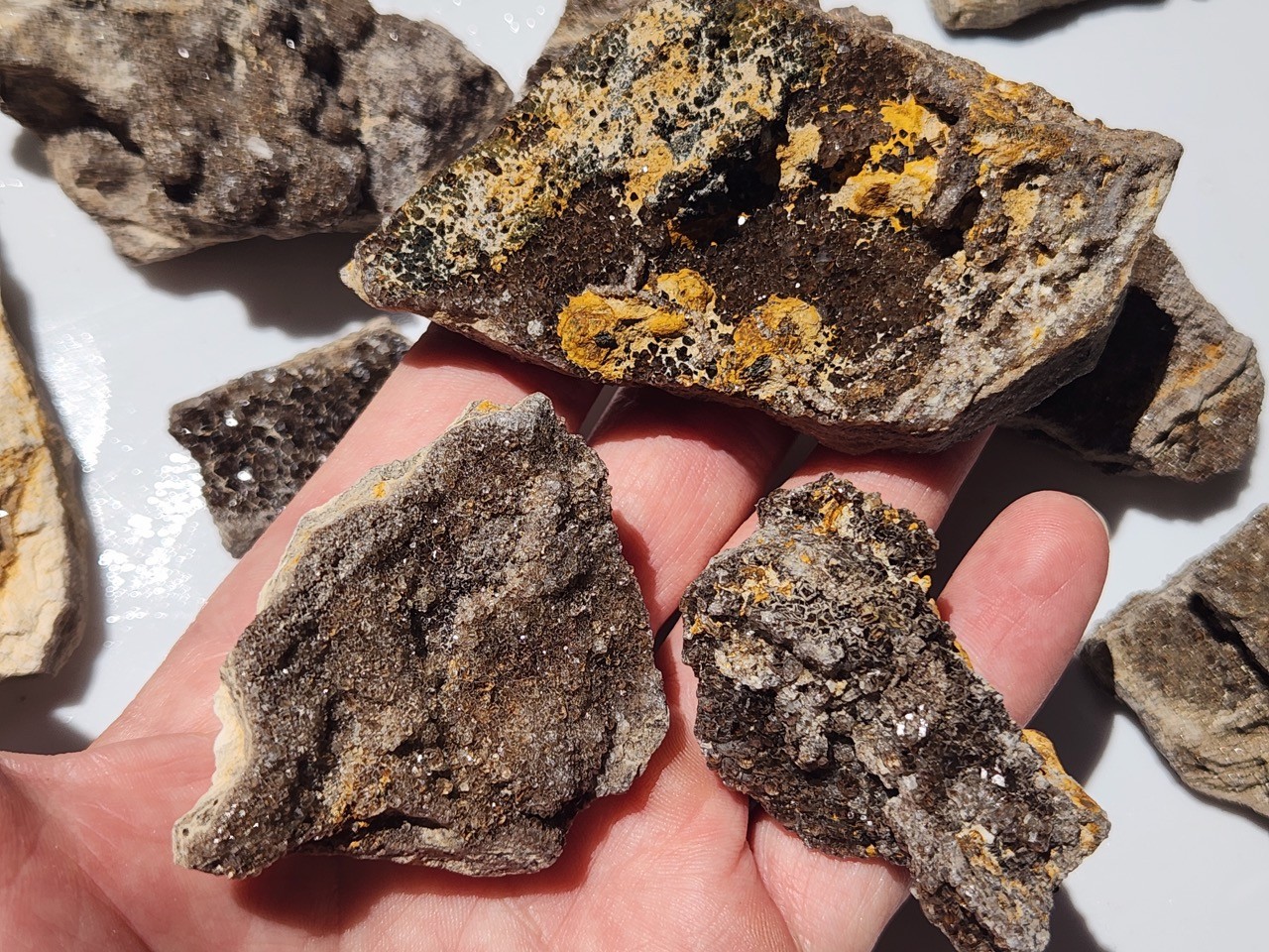 12 PIECE LOT Brilliant Petrified Wood Smoky Fossil Quartz Crystal Alabama 3