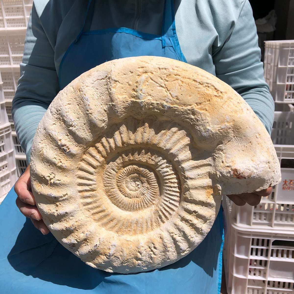 17.31LB Large Natural Beautiful Ammonite Fossil Conch Crystal Specimen Healing