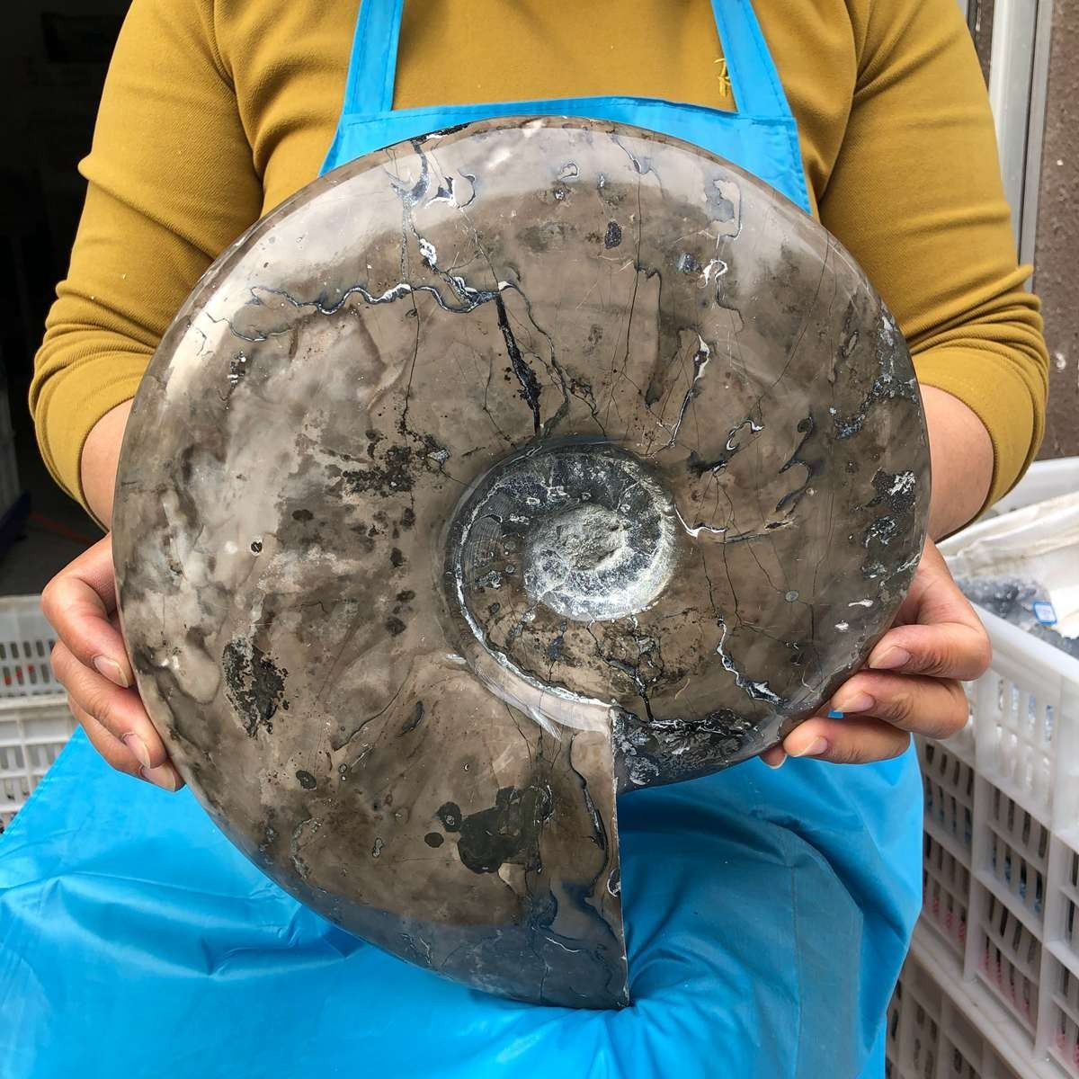10.75LB Natural Beautiful Ammonite Fossil Conch Crystal Specimen Healing 4593