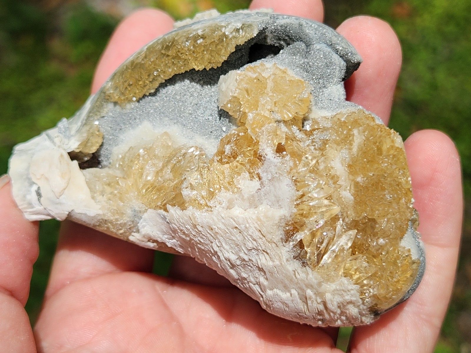CALCITE CRYSTAL WHELK Shell Fossil Rucks Pit Florida dogtooth UV honey cluster