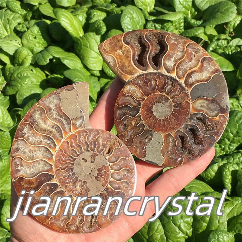 TOP Natural Ammonite Fossil Conch Crystal Specimen Healing Care A pair 200g+