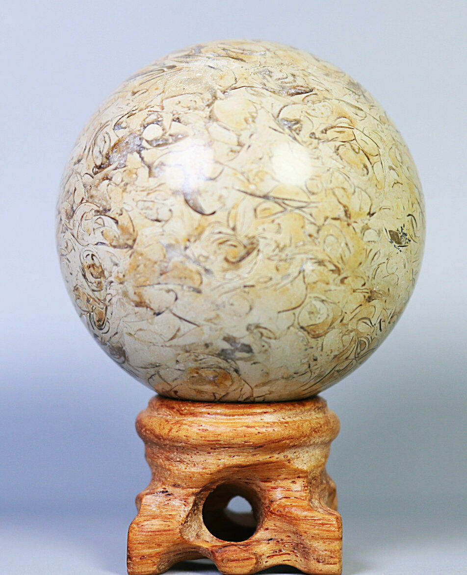 Natural Shell Fossil Quartz Crystal Sphere Ball Stone Healing Mineral Specimen
