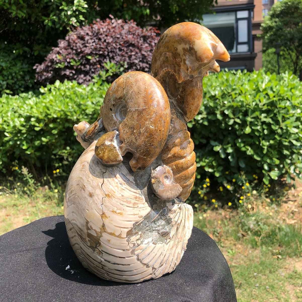 11.08LB Rarem Natural Tentacle Ammonite Fossil Specimen Shell Healing Madagas