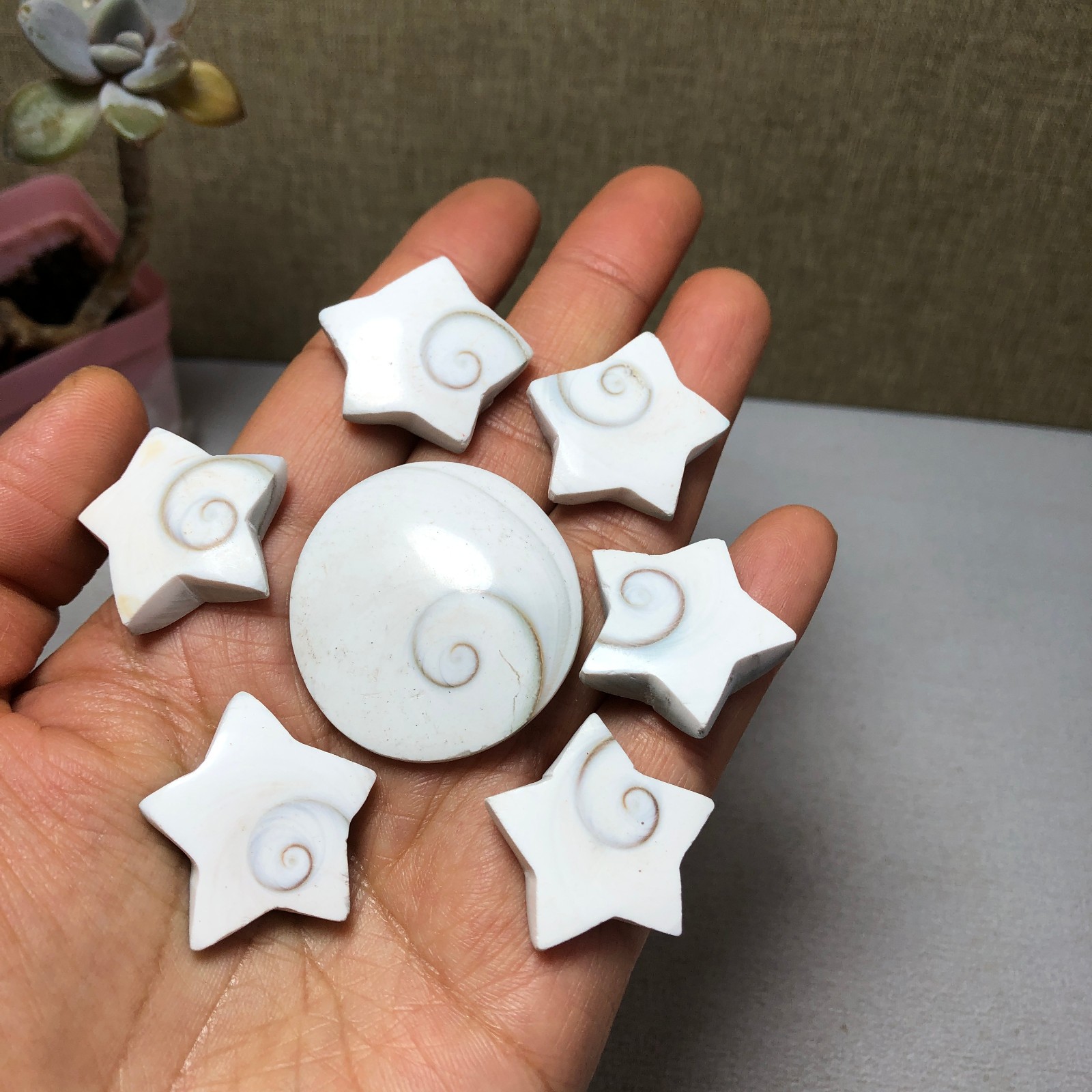 7pcs Rare sun shell Reiki Shiva Eye ocean semi-precious stone 57g A2762