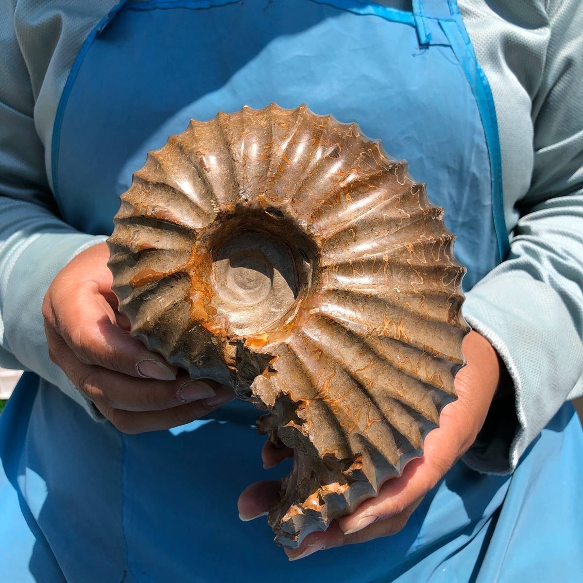 4.04LB Natural Beautiful Ammonite Fossil Conch Crystal Specimen Healing 5395