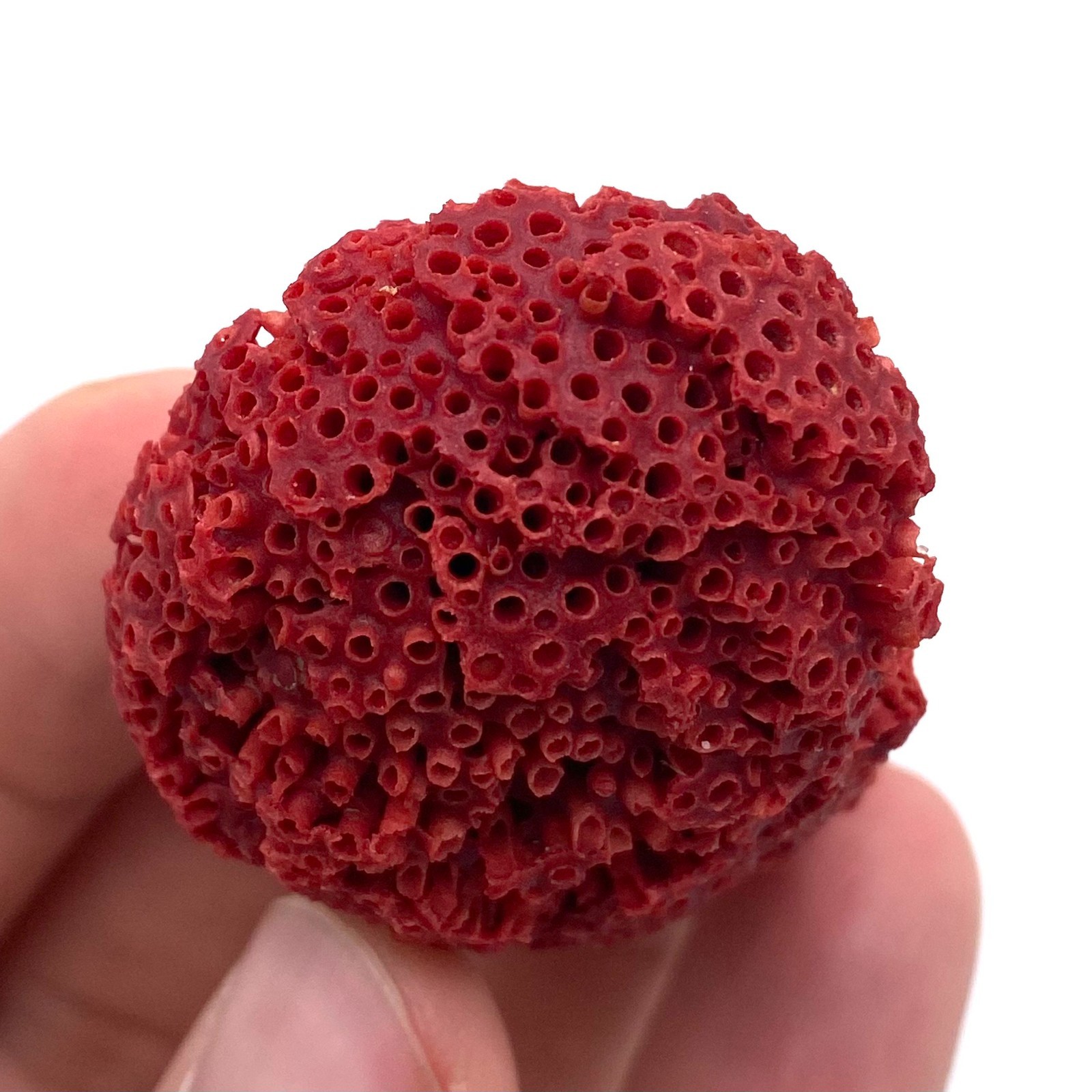 Natural Red Coral with Matrix , Mineral Specimen Collection, Italy