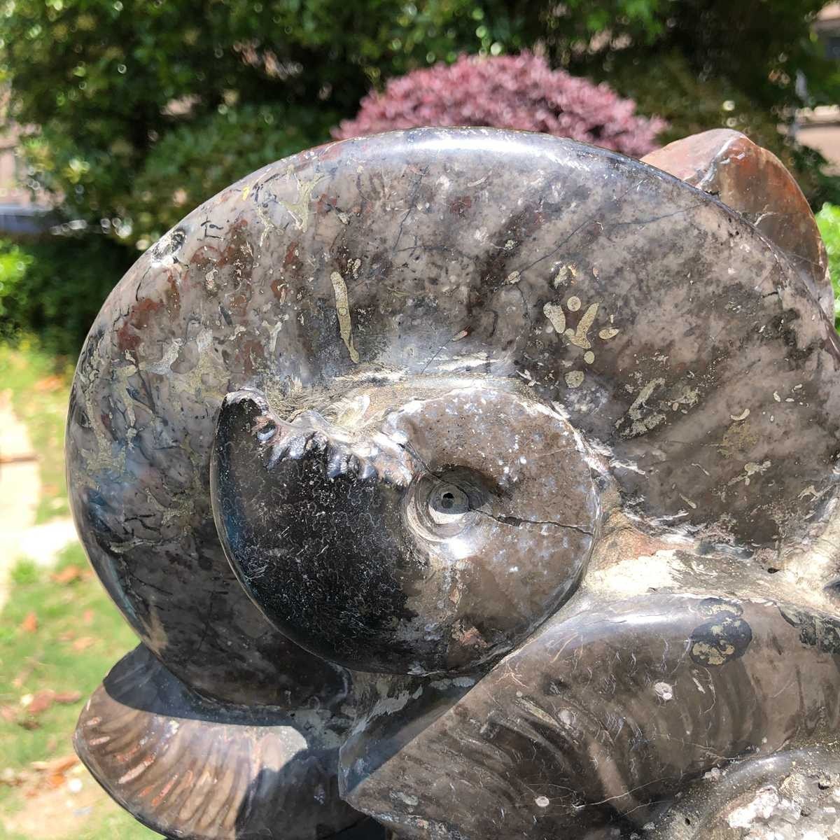 18.15LB Natural Beautiful Ammonite Fossil Conch Crystal Specimen Healing 5101
