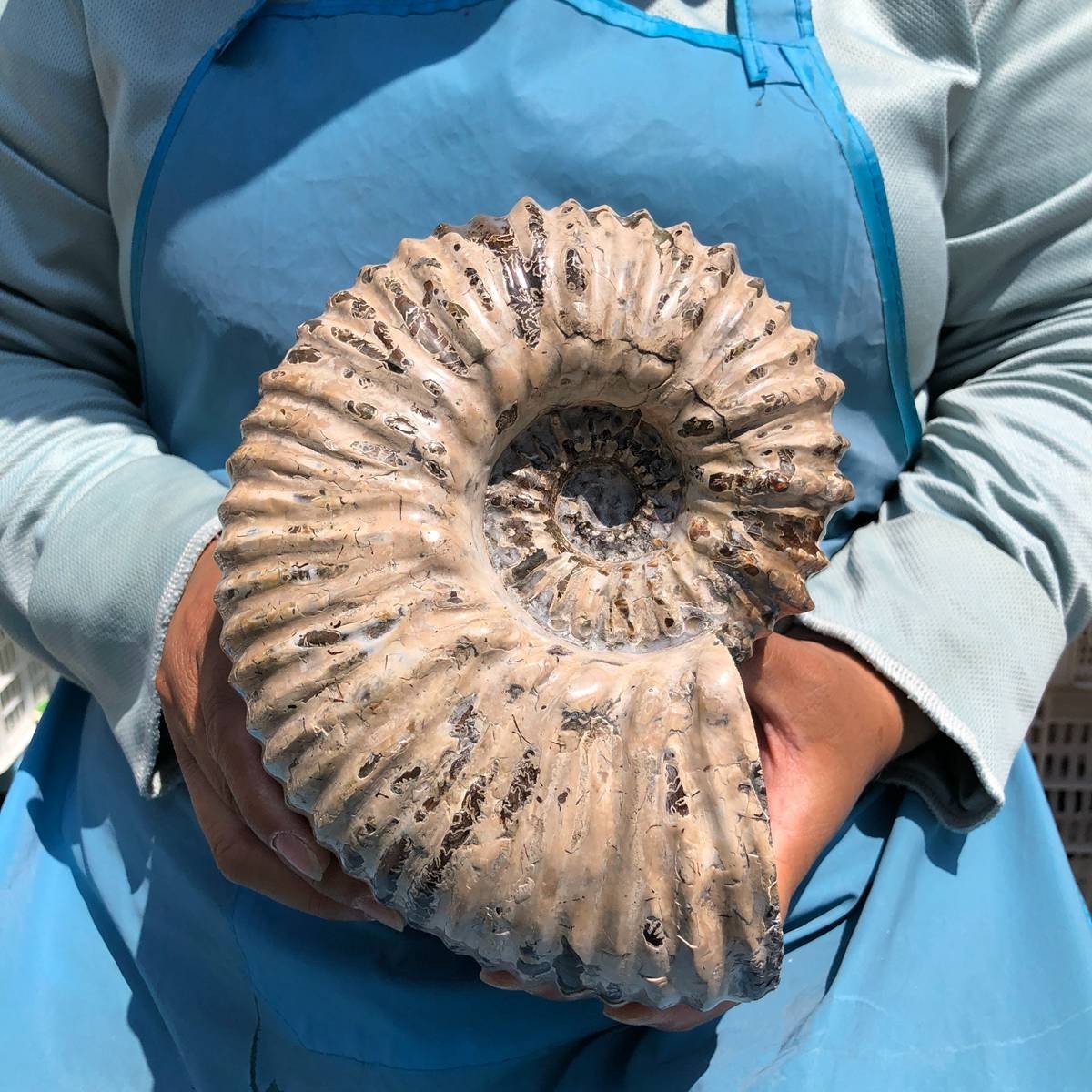 7.63LB Natural Beautiful Ammonite Fossil Conch Crystal Specimen Healing 5391