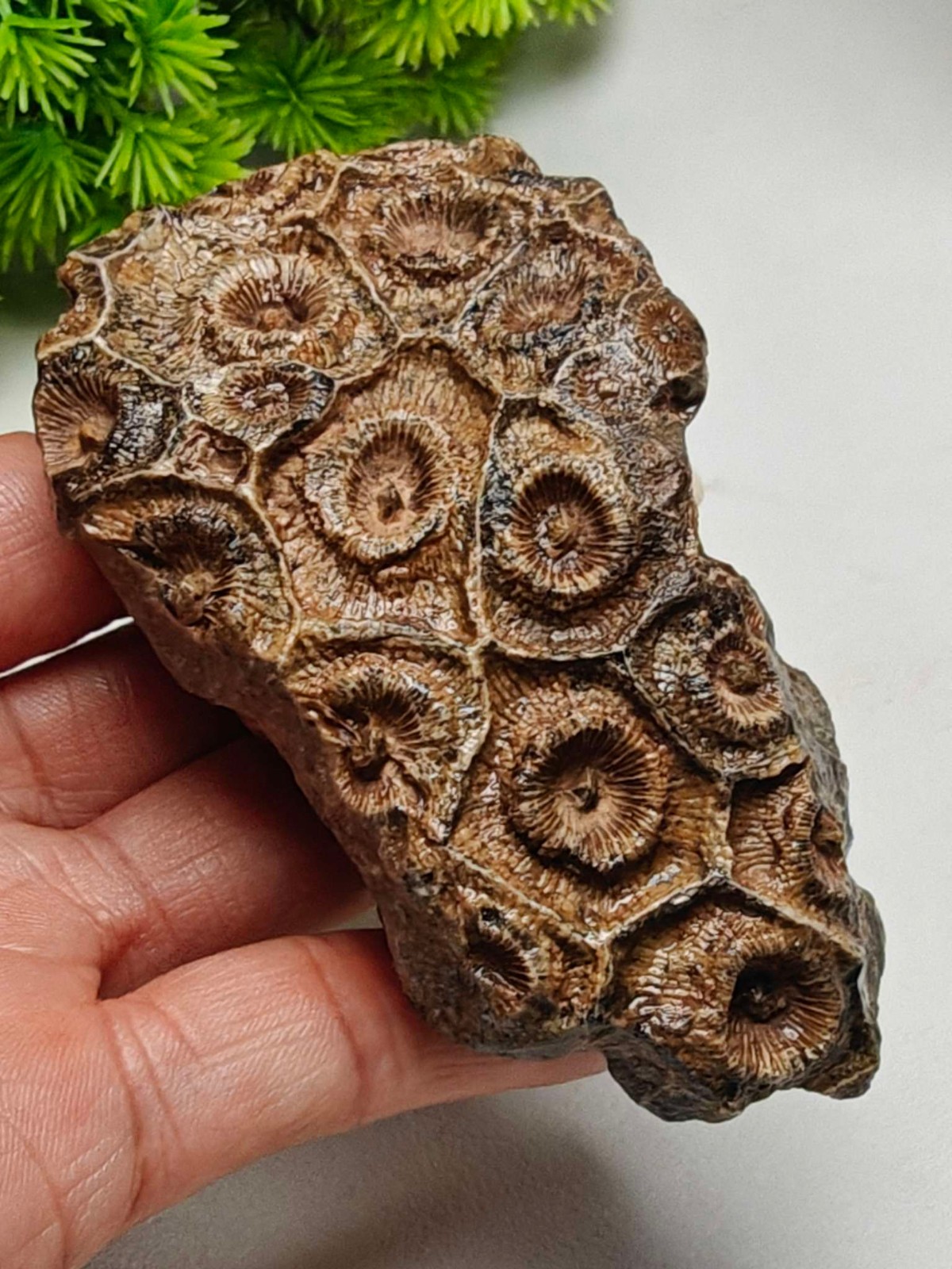 Rare China Inner Mongolia Gobi Eye Agate Stone Specimen 100% Natural Designer