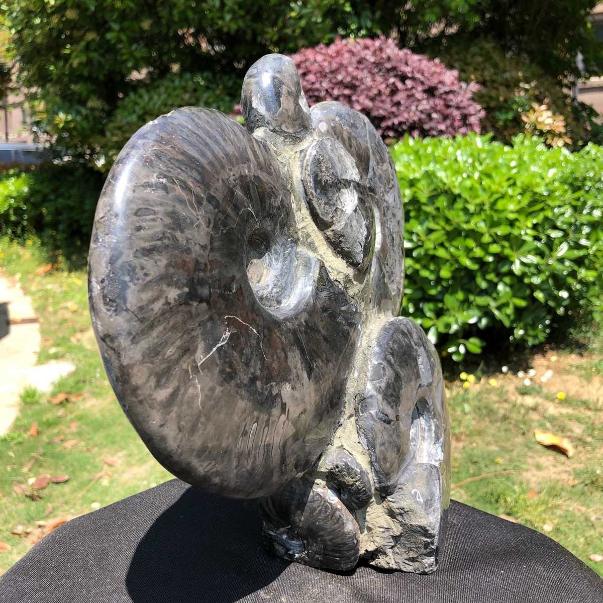 10.6LB Natural Beautiful Ammonite Fossil Conch Crystal Specimen Healing 5102