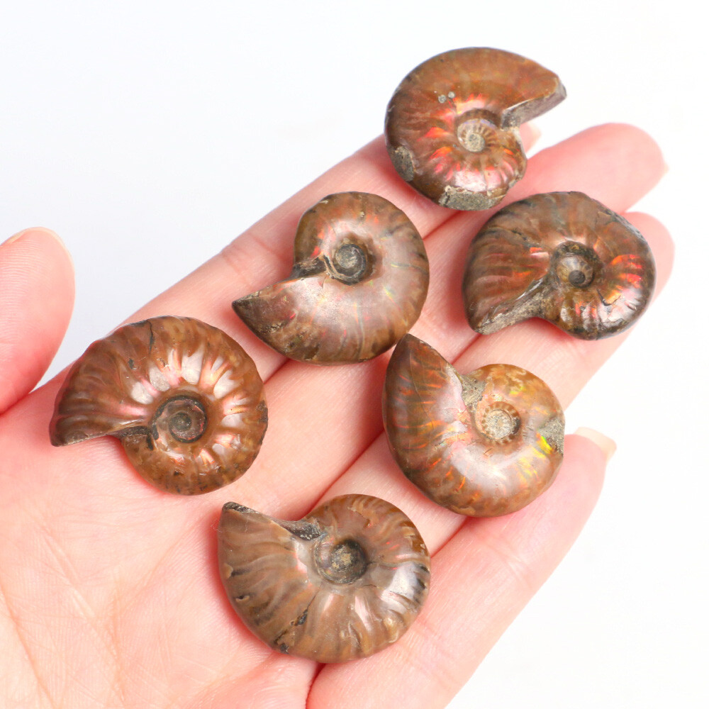 1pc 100% Natural Nautilus Ammonite Fossil Specimen Shell Healing Madagascar