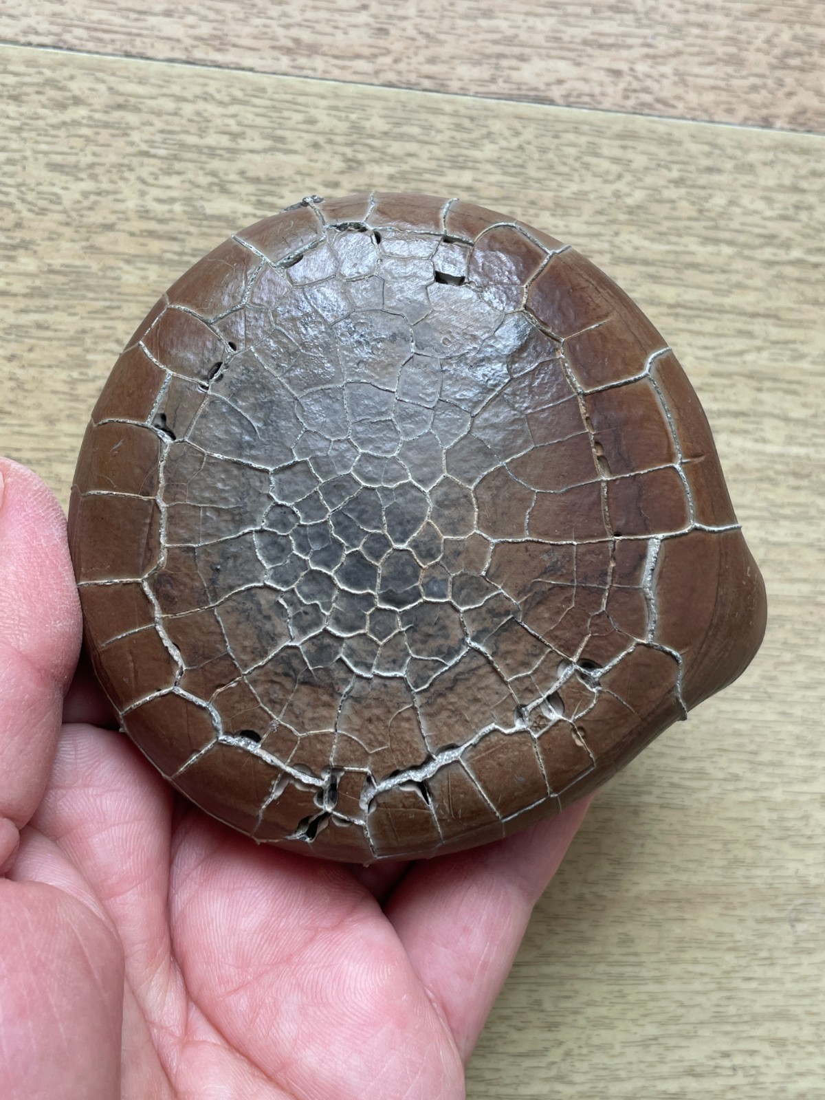 412g beautiful Natural tortoise back pattern stone Moire stone Landscape stone