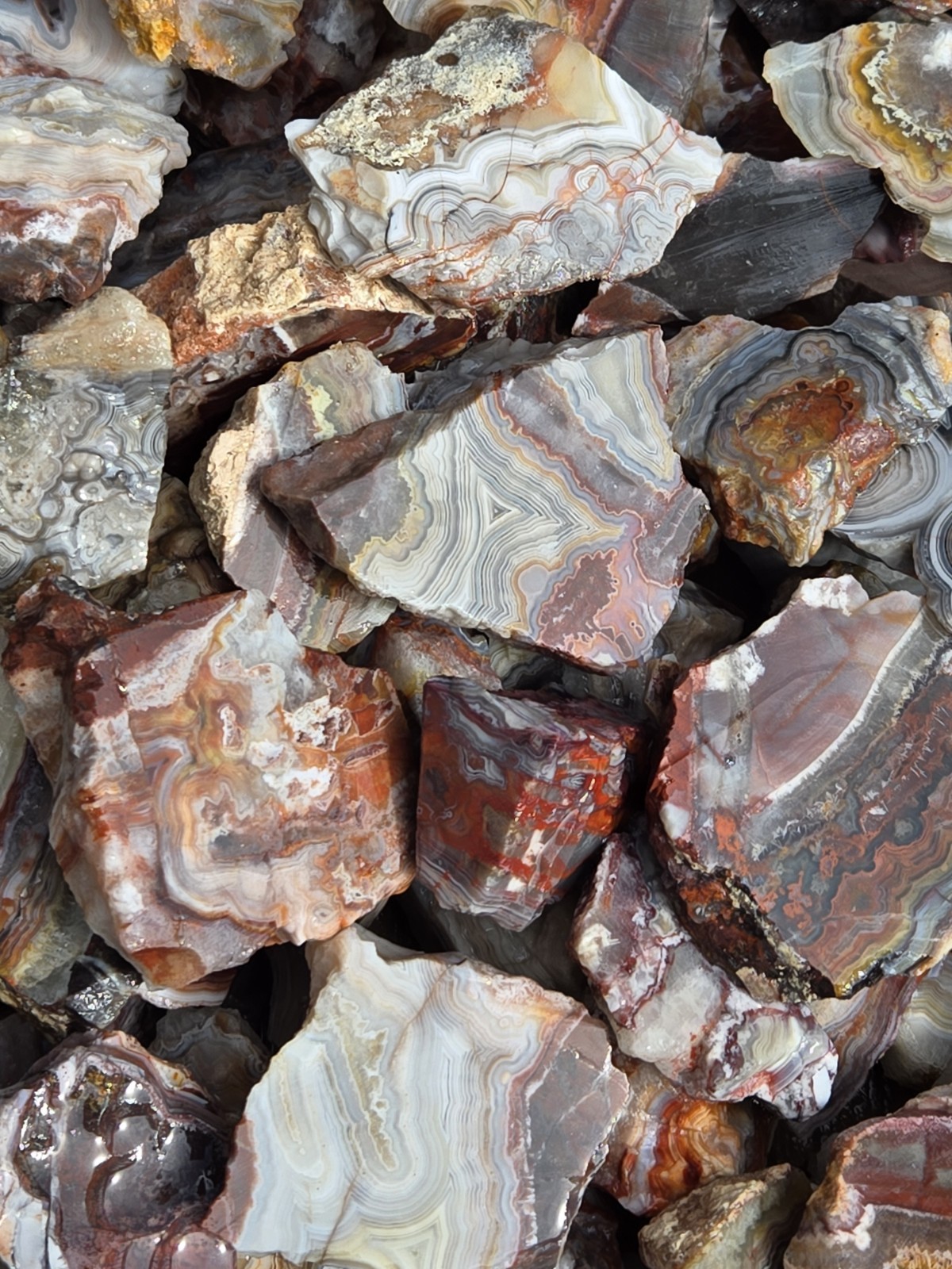 Crazy Lace Agate Rough Mexico – White Red Banding – Cut For Patterns 1 Pound