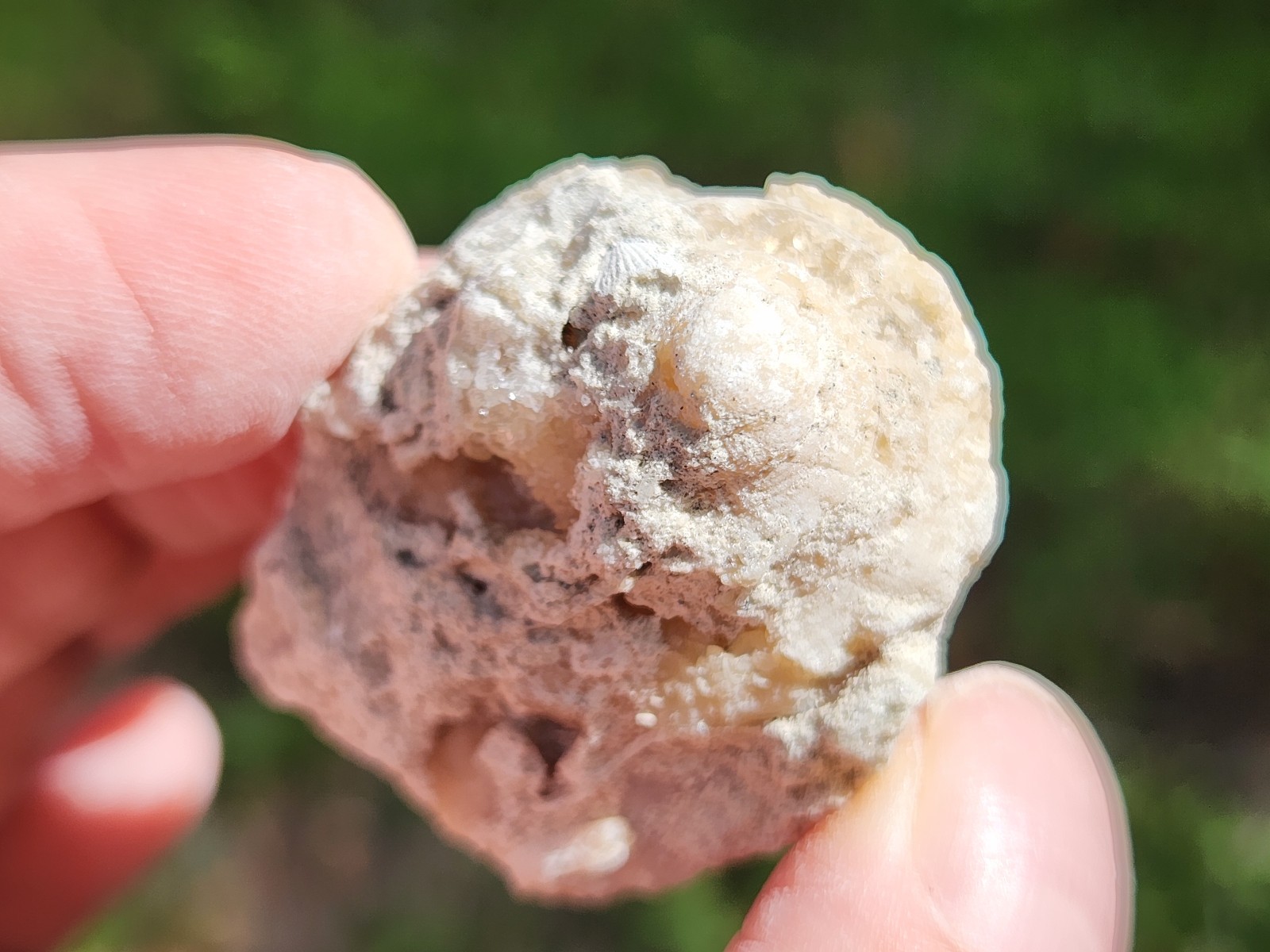 SET OF 3 Calcite CRYSTAL WHELK Shells Fossil Rucks Pit Florida dogtooth LOT
