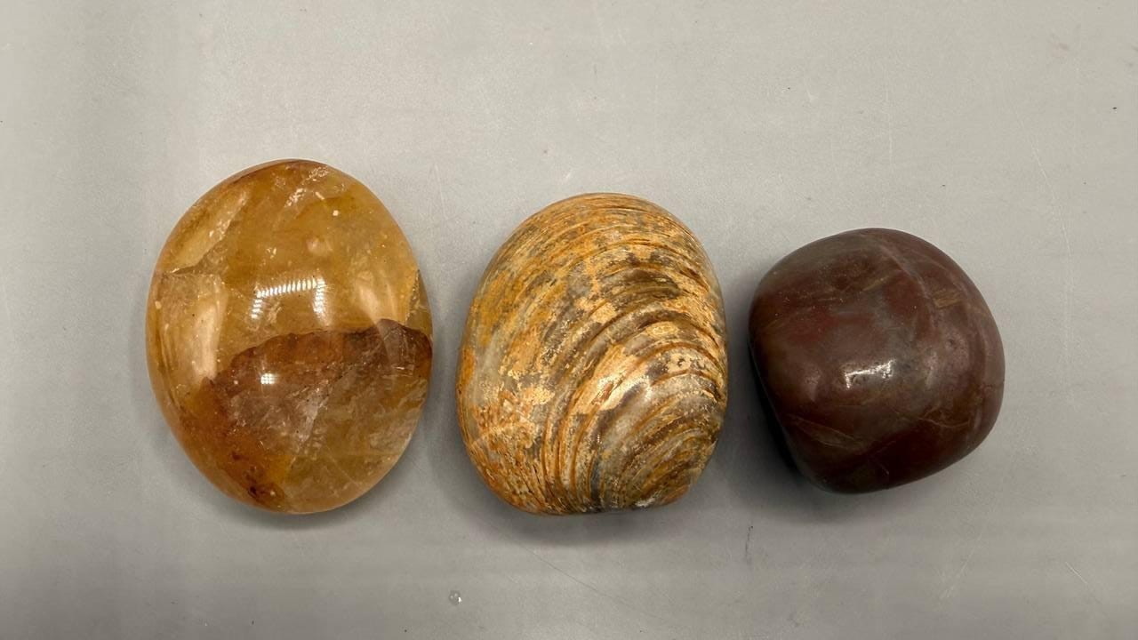 Lot of 3 Polished Fossil Clam Shell Stones — Jasper Agate Carnelian Collectibles