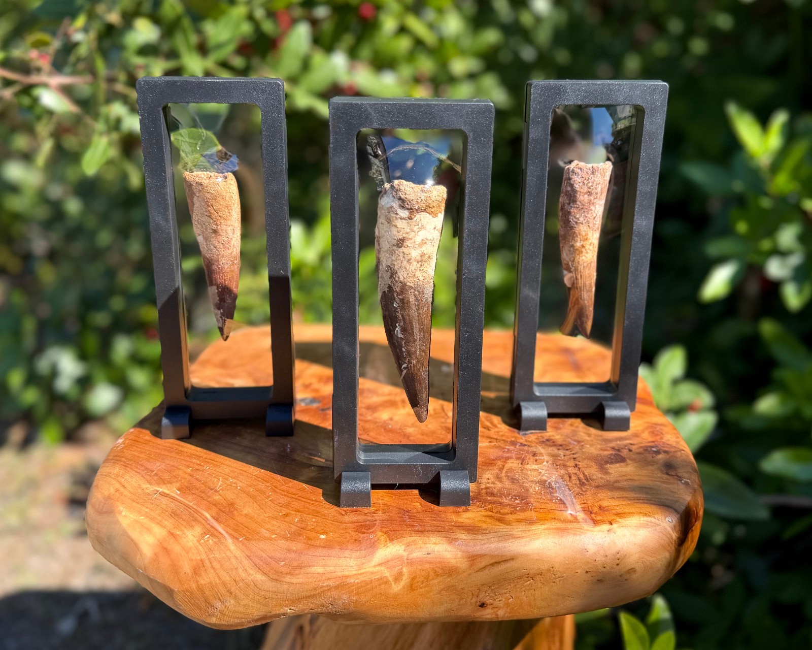 RARE Genuine Spinosaurus Dinosaur Tooth Fossils With Display Stand – Choose Size