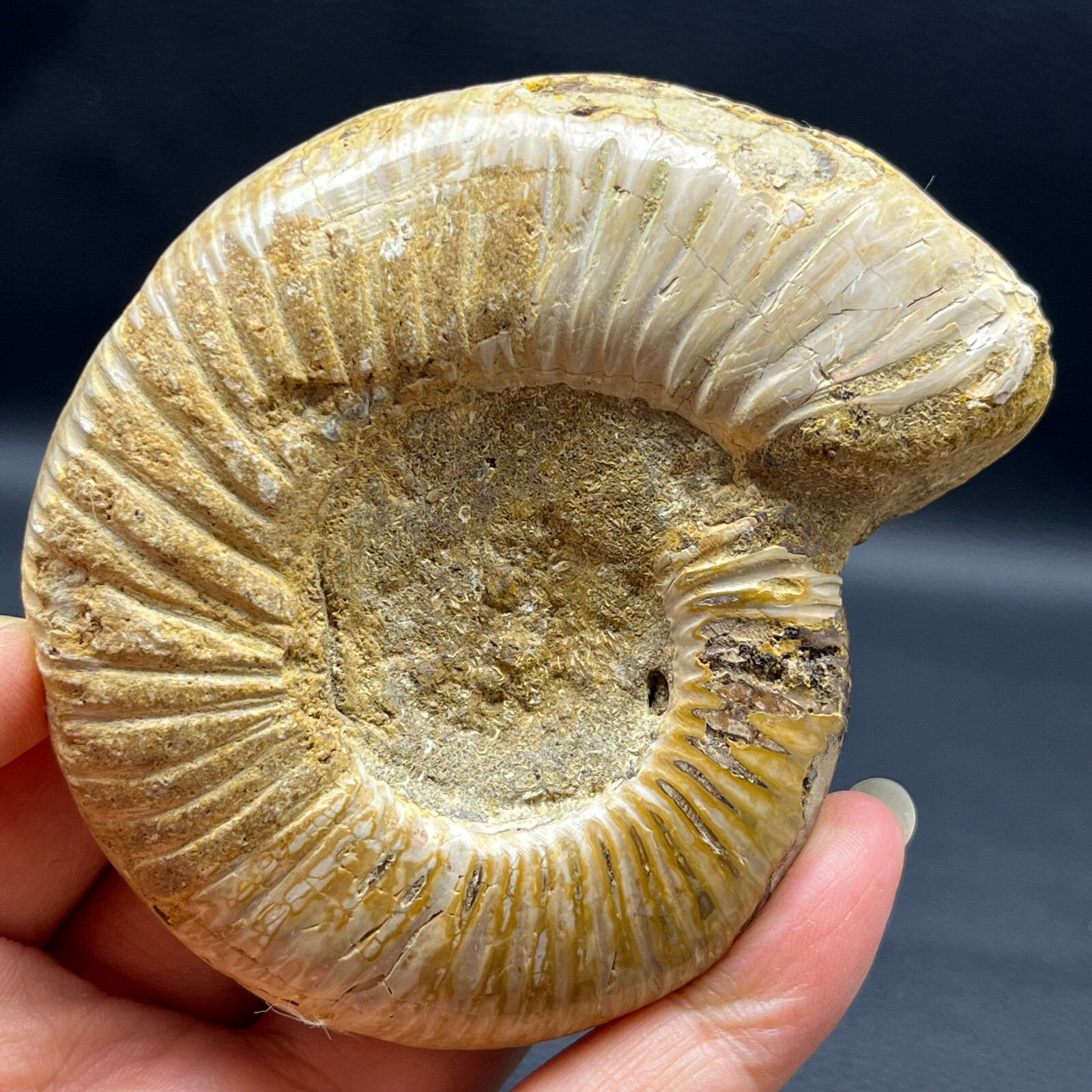 163G Natural conch specimens from Madagascar Rough without any treatment Y3
