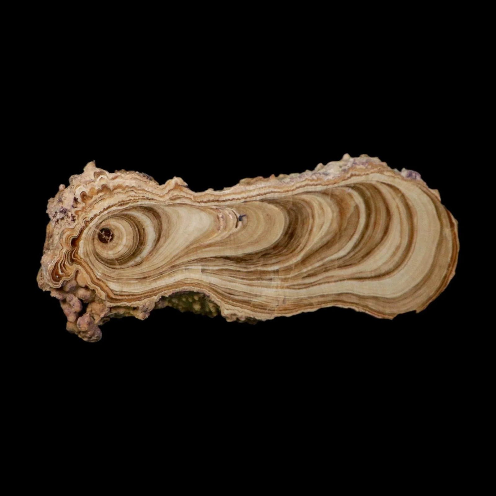 6.1″ Aragonite Stalactite Slice Cave Calcite Crystal Mineral Specimen Morocco