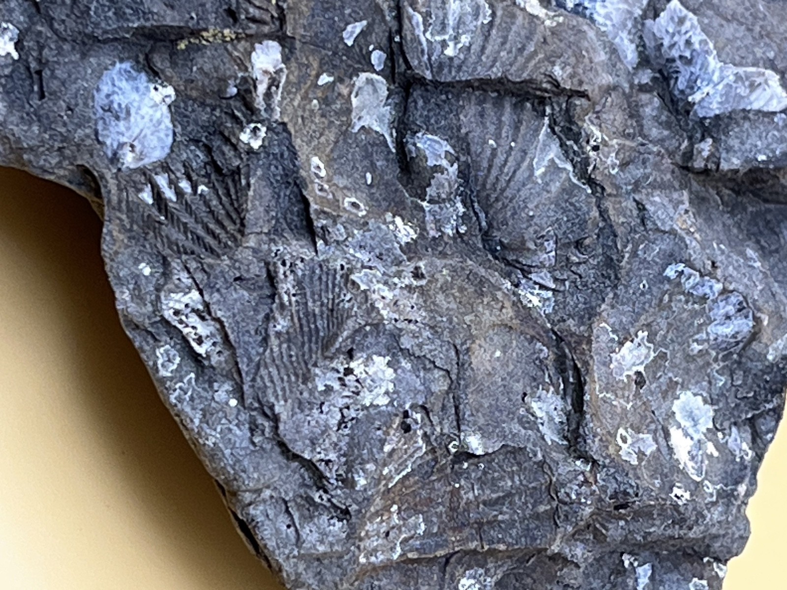 Stone with Dozens of Brachiopod/Scollop Sea Shell Fossils