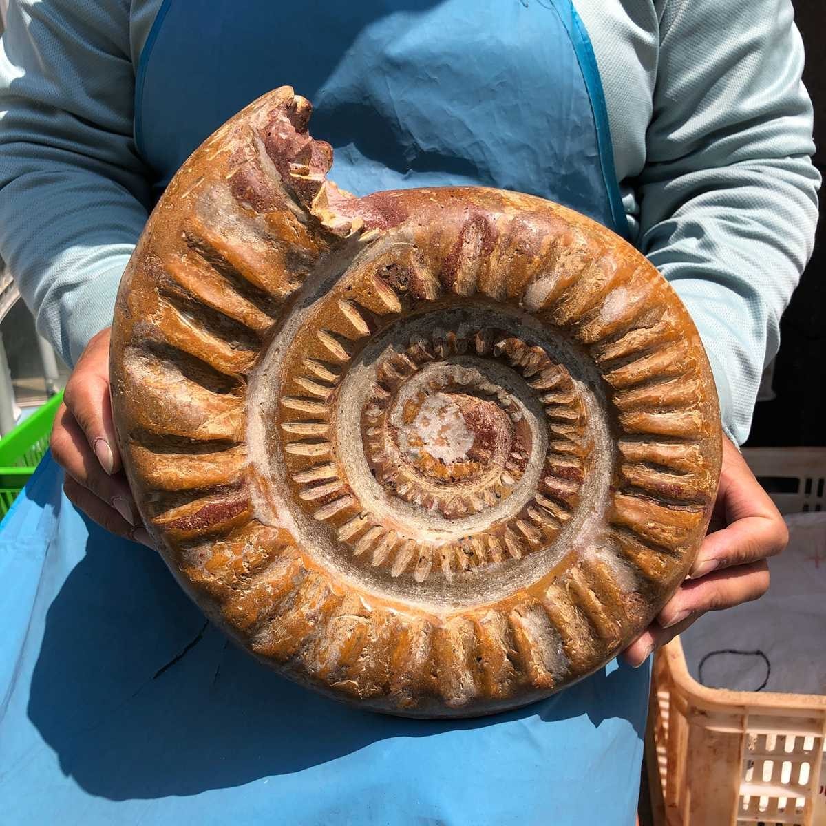 9.96LB Top Natural Horn Screw Fossil Ammonite Conch Crystal Specimen Healing