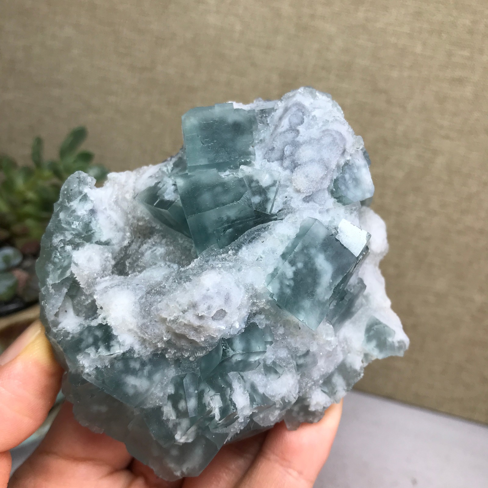 271g NATURAL Green Cubic FLUORITE paragenesis Crystal Cluster Specimen A4776