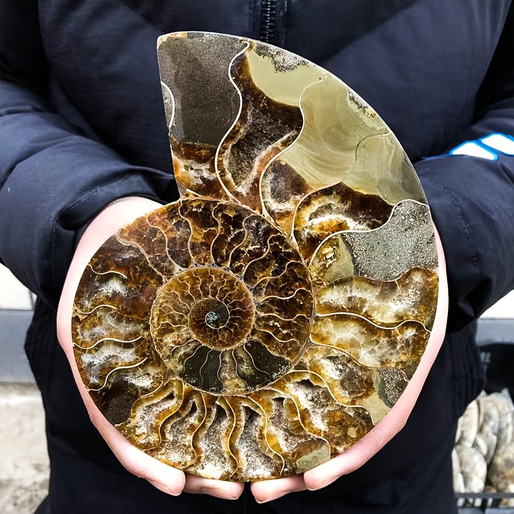 Rare Ammonite Spiral Fossil Shell Conch Mineral Specimen Healing Decor Gift