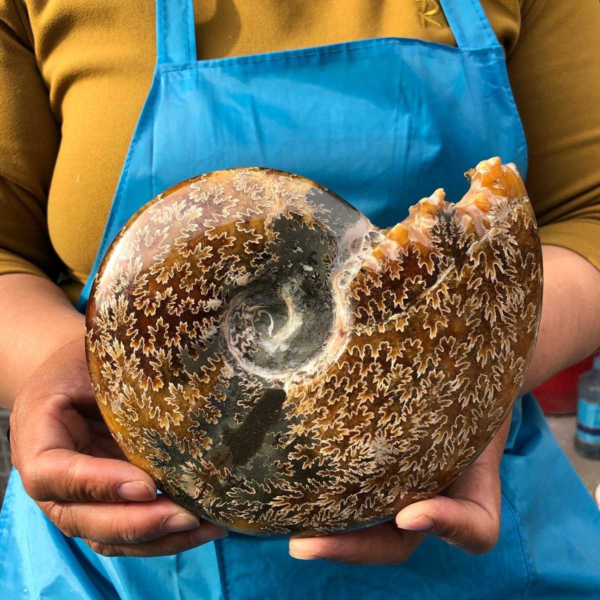 3.89LB 2pcs Natural Horn Screw Fossil Ammonite Conch Crystal Specimen Healing