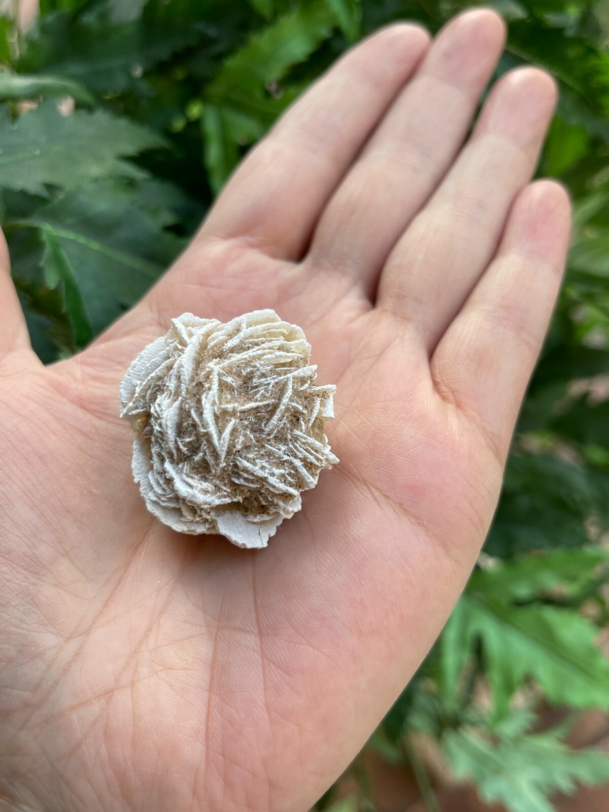 Desert Rose Selenite, 1.25-1.75 Inch Desert Gypsum Rose, Wholesale Bulk Lot