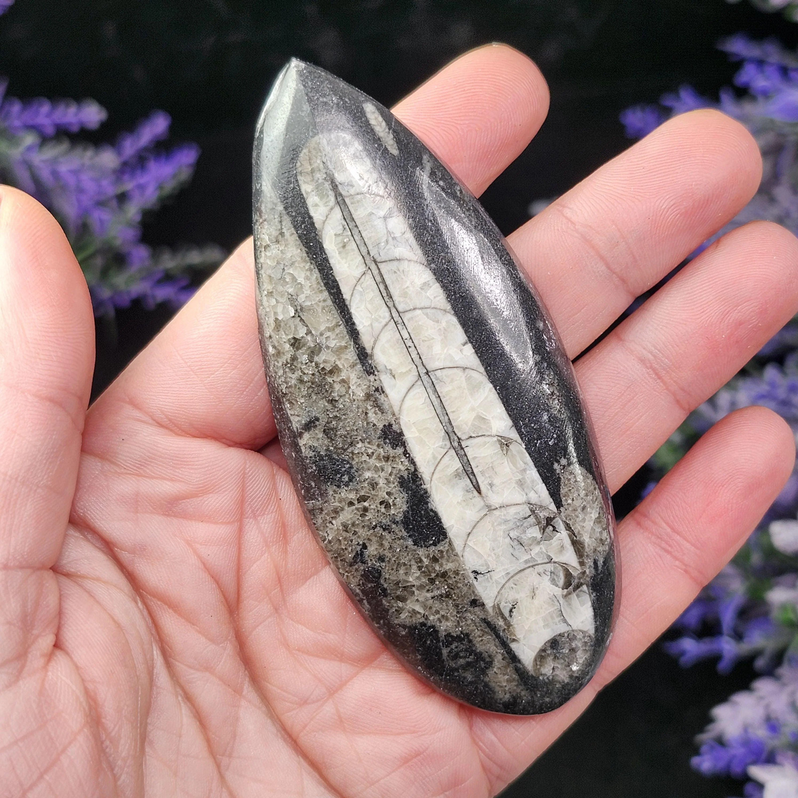 Orthoceras Fossil 2.5