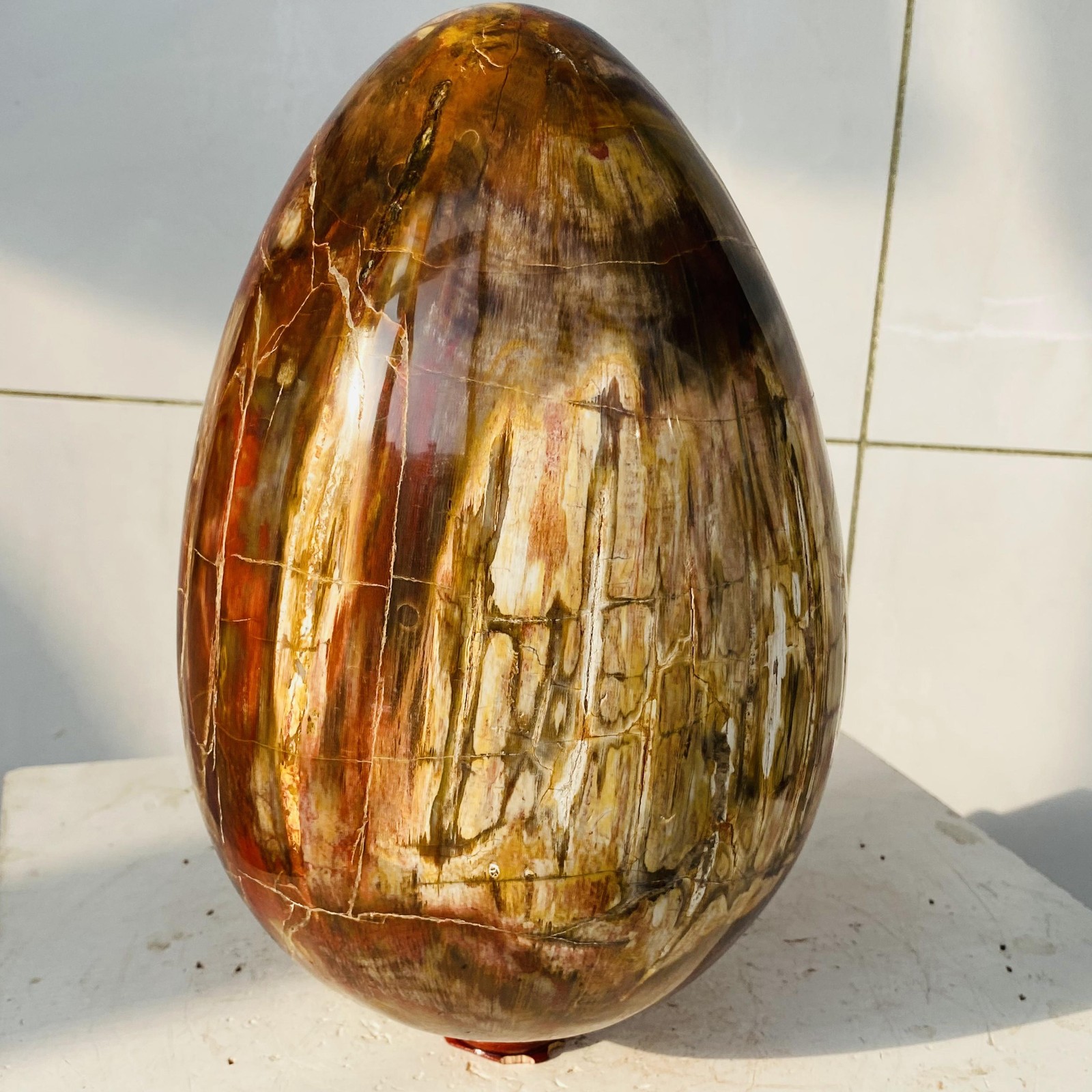 Natural Petrified Wood Egg Quartz Crystal Fossil Mineral 6340g