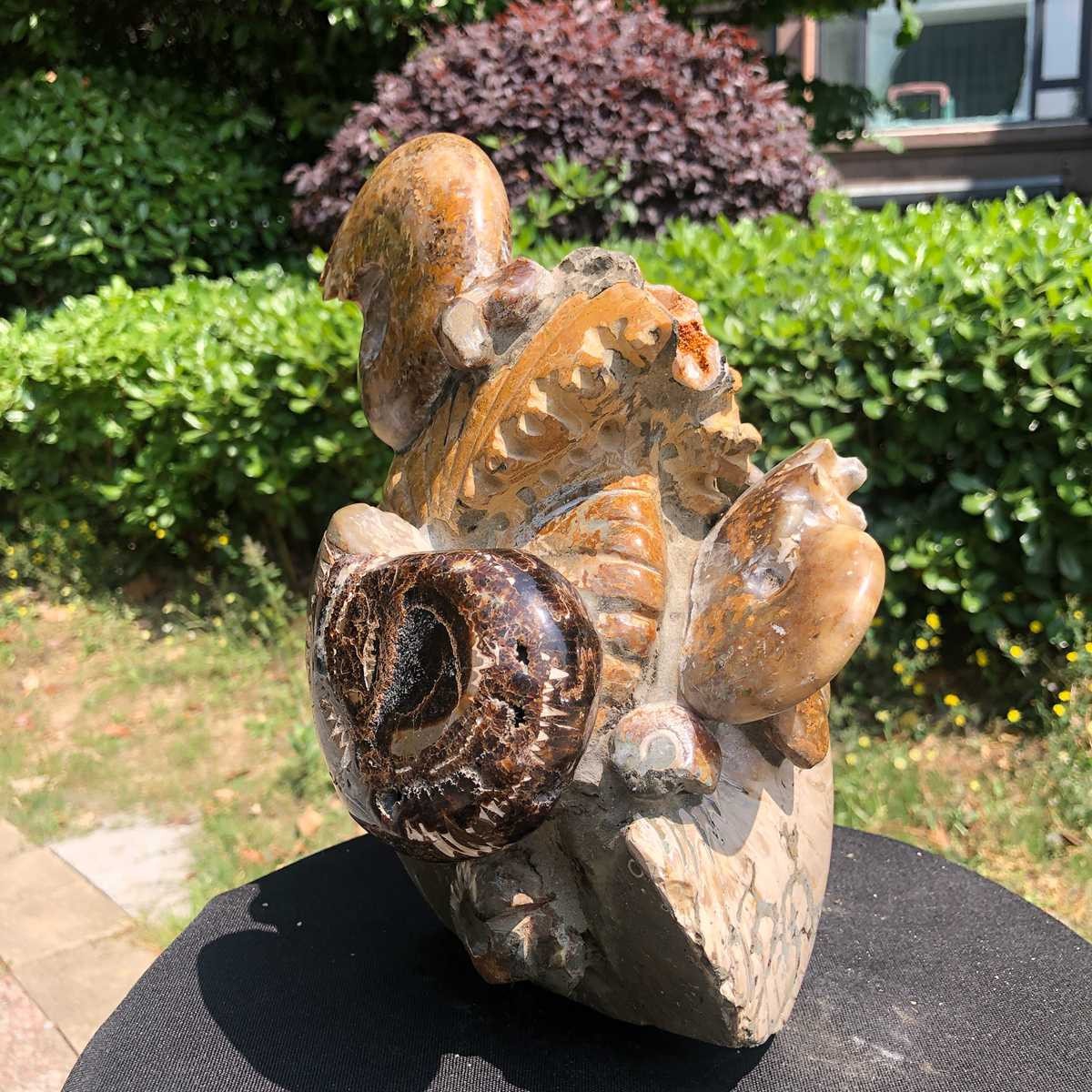 11.08LB Natural Large Beautiful Ammonite Fossil Conch Crystal Specimen Healing