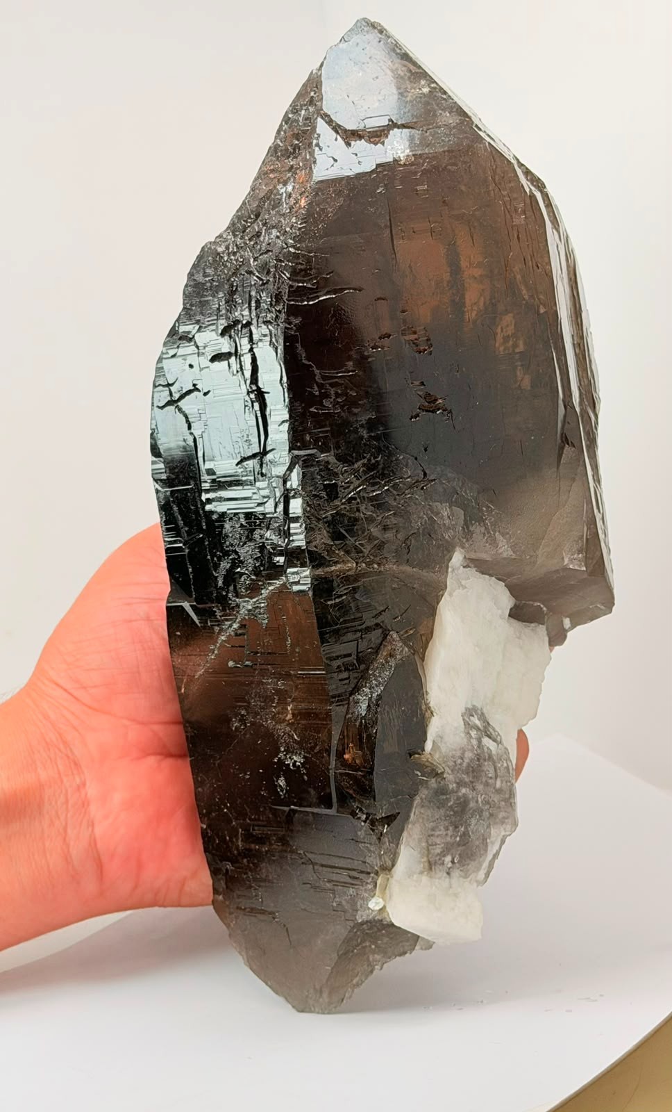 HUGE LUSTROUS SMOKY QUARTZ – NO DAMAGE- With Tourmaline & Mica Combo- 3150 Grams