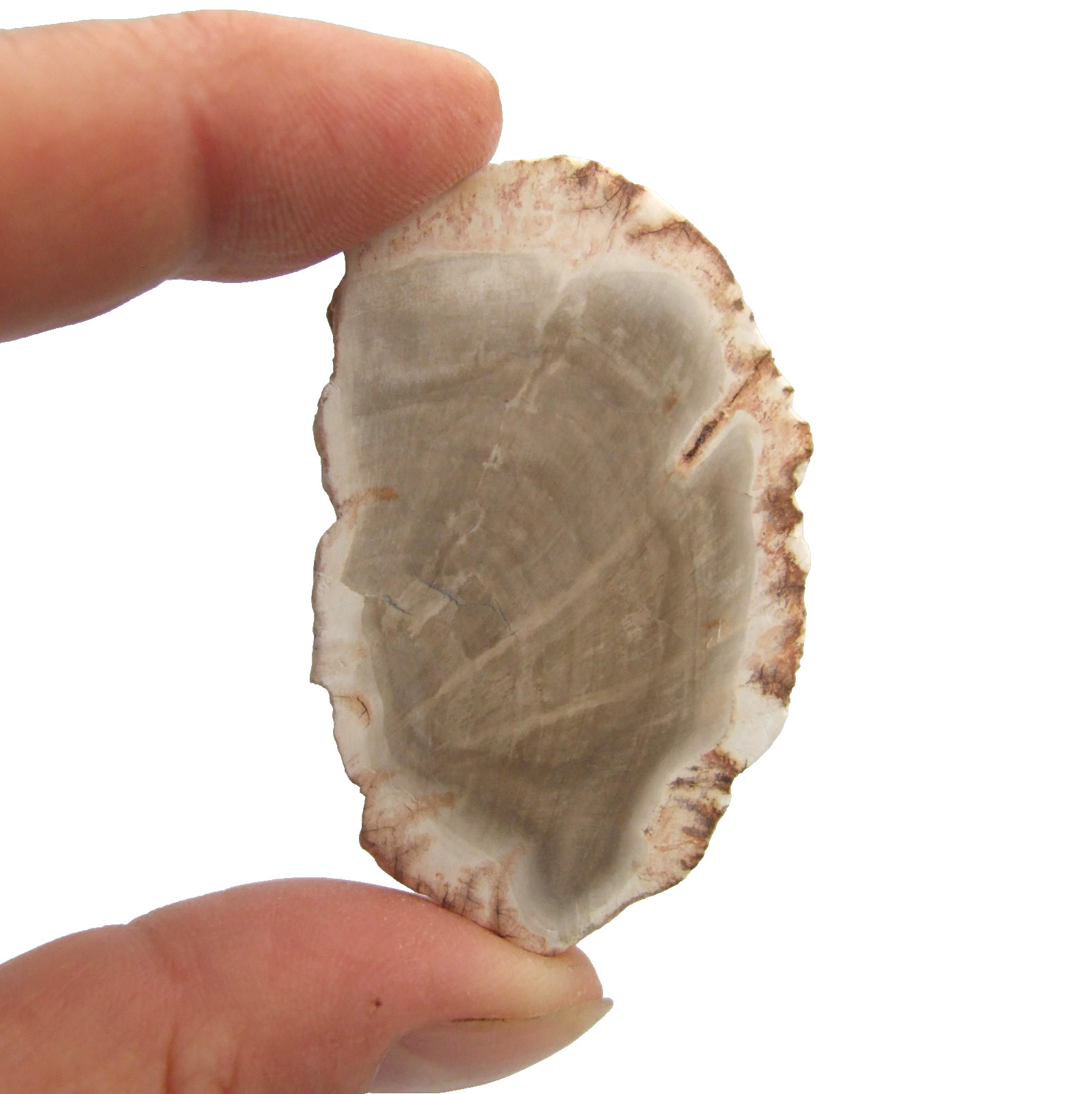 Fossil Petrified Wood Slice Madagascar Polished 5cm x 3.5cm 17g