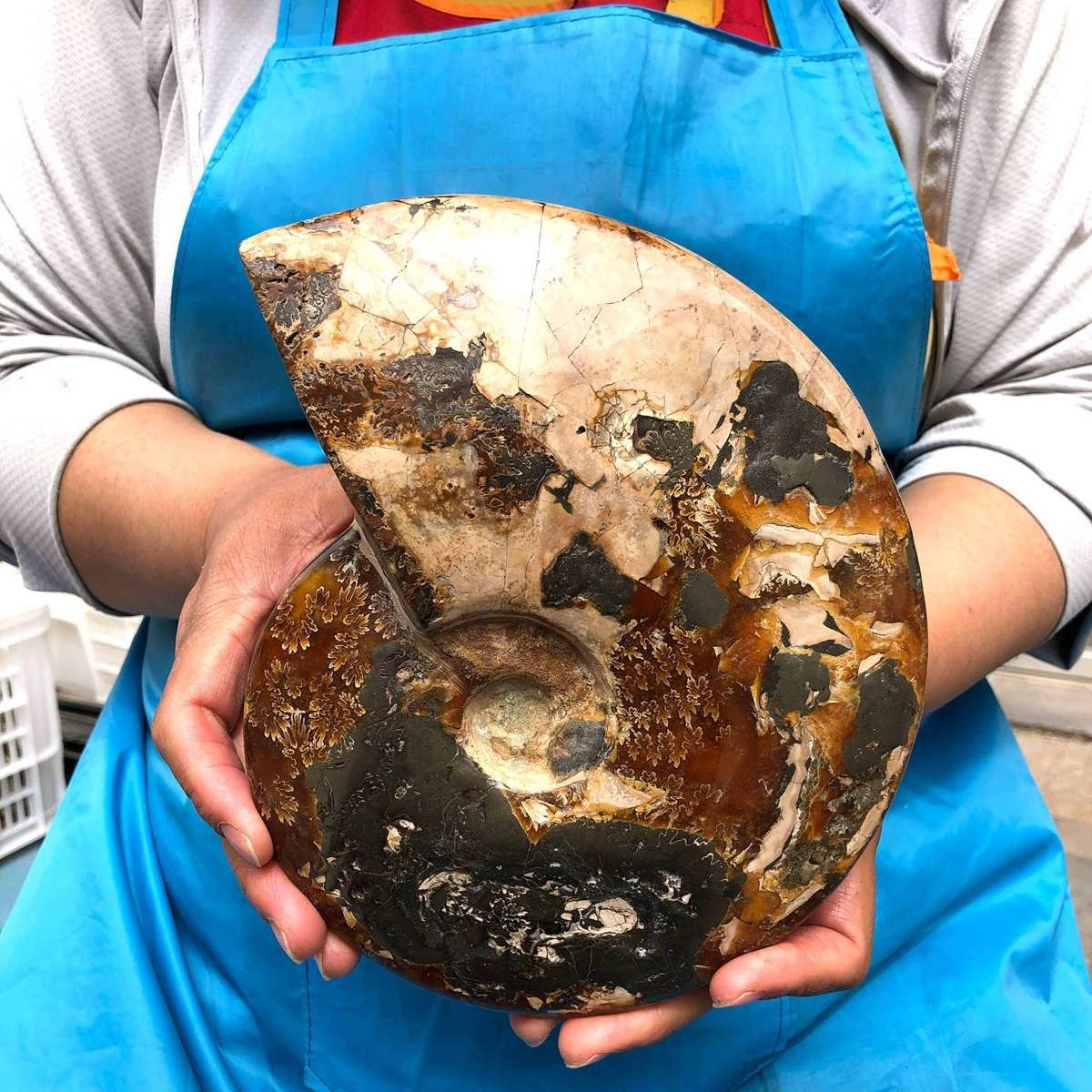 4.99LB Rare! Natural Tentacle Ammonite Specimen Healing Madagascar
