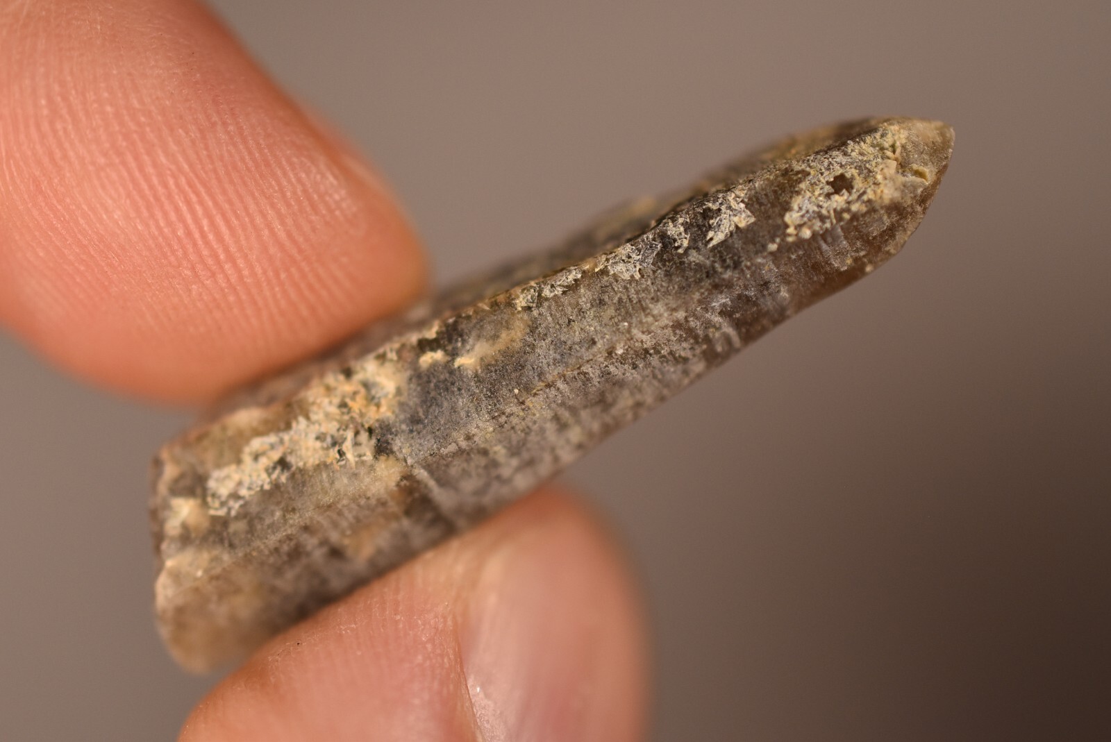 3 *AUSTRALIAN* SMOKEY QUARTZ 2-4cm 19g Natural Crystal Smoky New England NSW