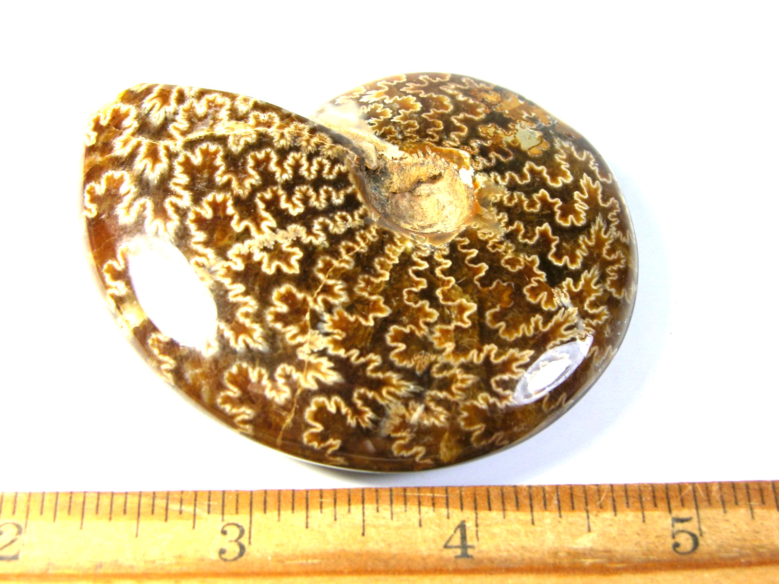 Ammonite fossil polished 3×2″ + showing suture &fire Madagascar ms66
