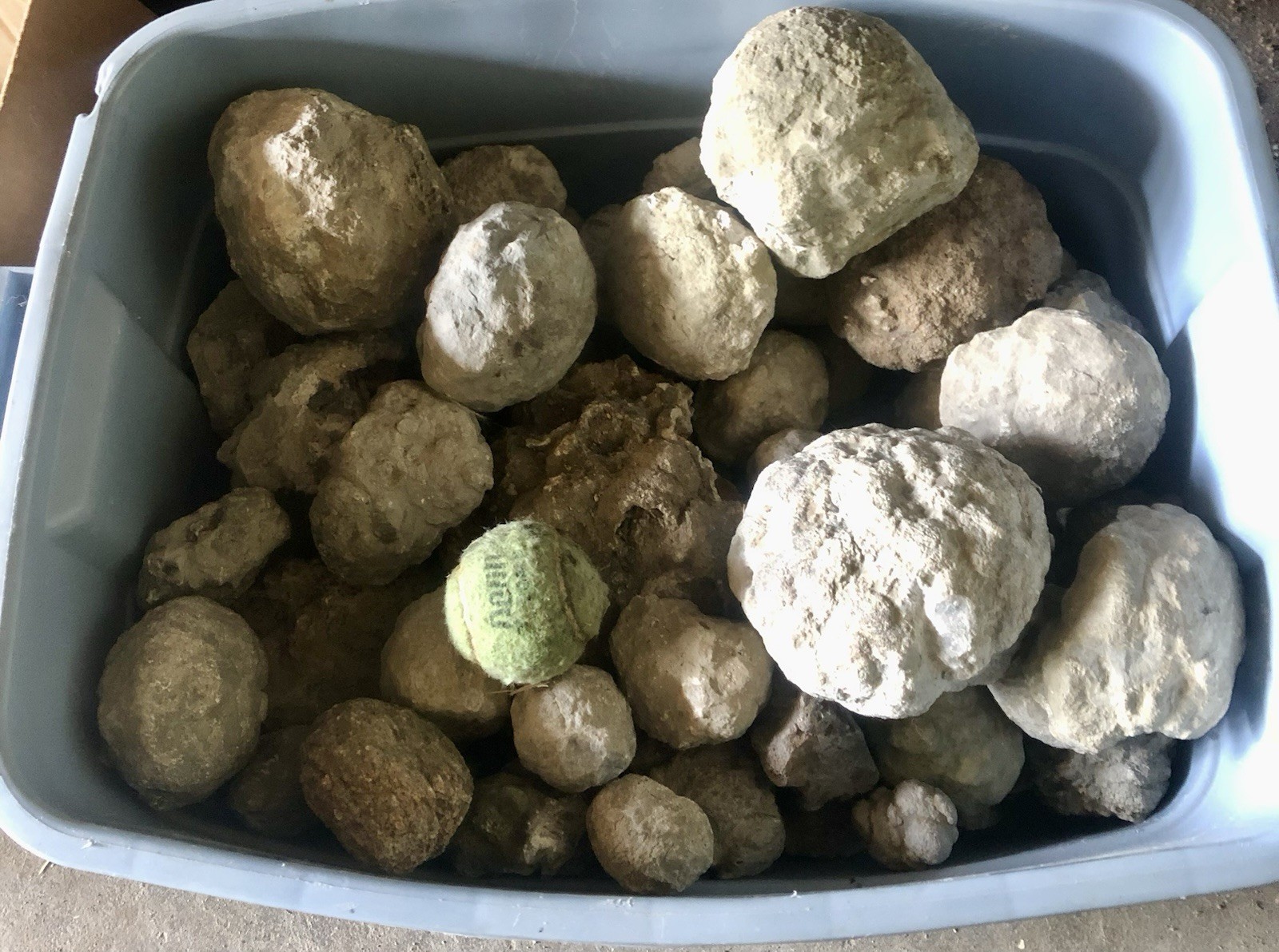 Unopened Keokuk Geodes 10 lbs
