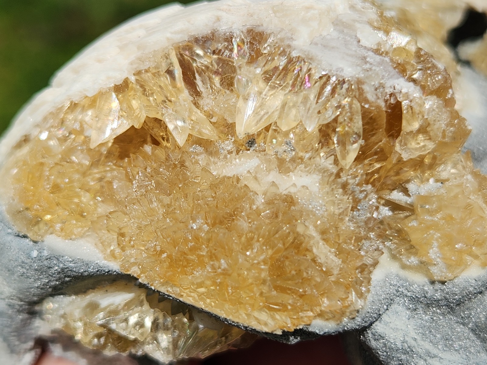 CALCITE CRYSTAL WHELK Shell Fossil Rucks Pit Florida dogtooth UV honey cluster