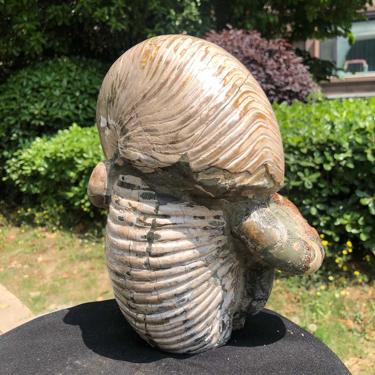 17.11LB Natural Beautiful Ammonite Fossil Conch Crystal Specimen Healing 5118