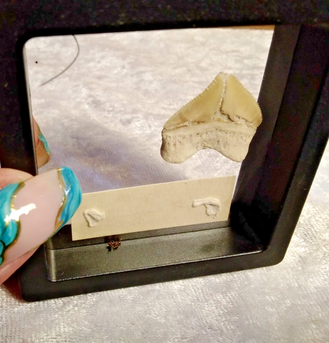 Squalicorax “Crow Shark Tooth” 70 MYO, Morroco ~ Display 7cm (A Black)