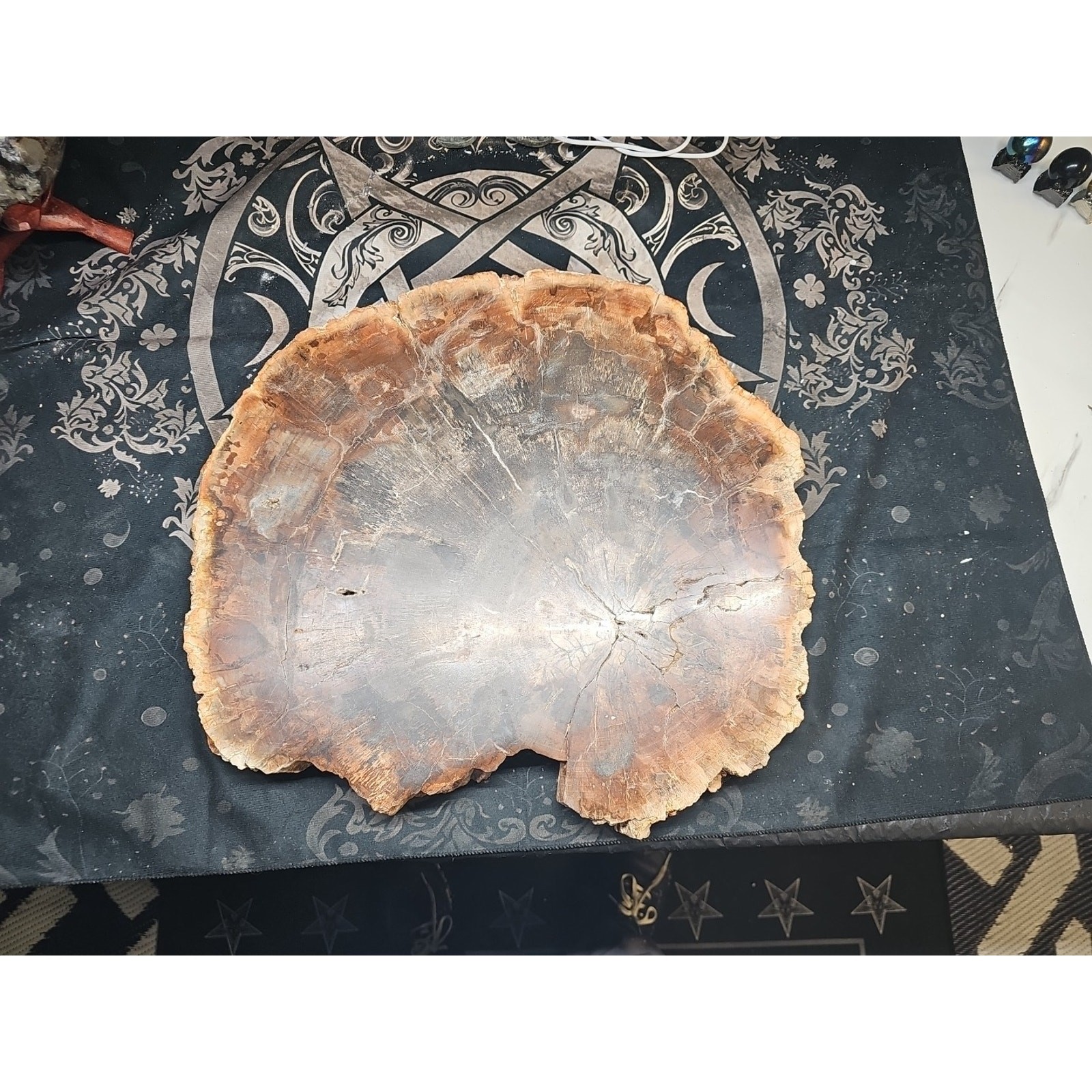 27.3 lb Fossil Wood Quartz Hedgehog – CrystalCloud Company