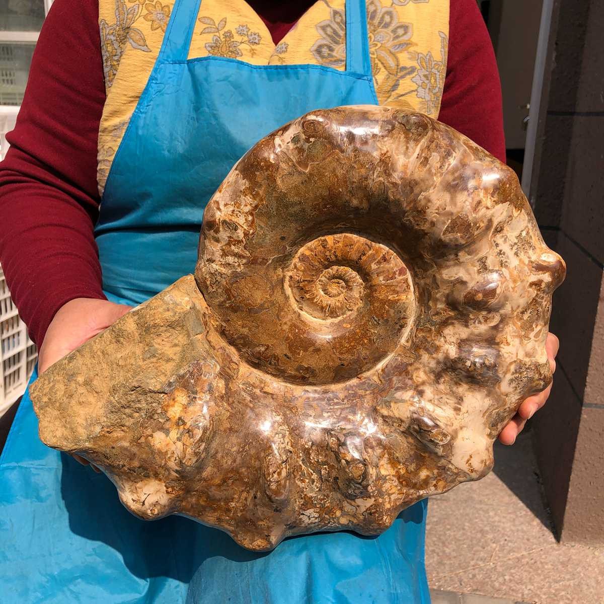 21.93LB Large Natural Beautiful Ammonite Fossil Conch Crystal Specimen Healing