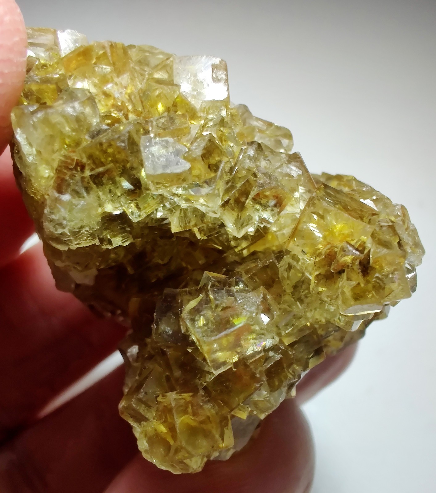 Transparent yellow Fluorite crystals, UV. Moscona Mine, Spain. 44 grams.