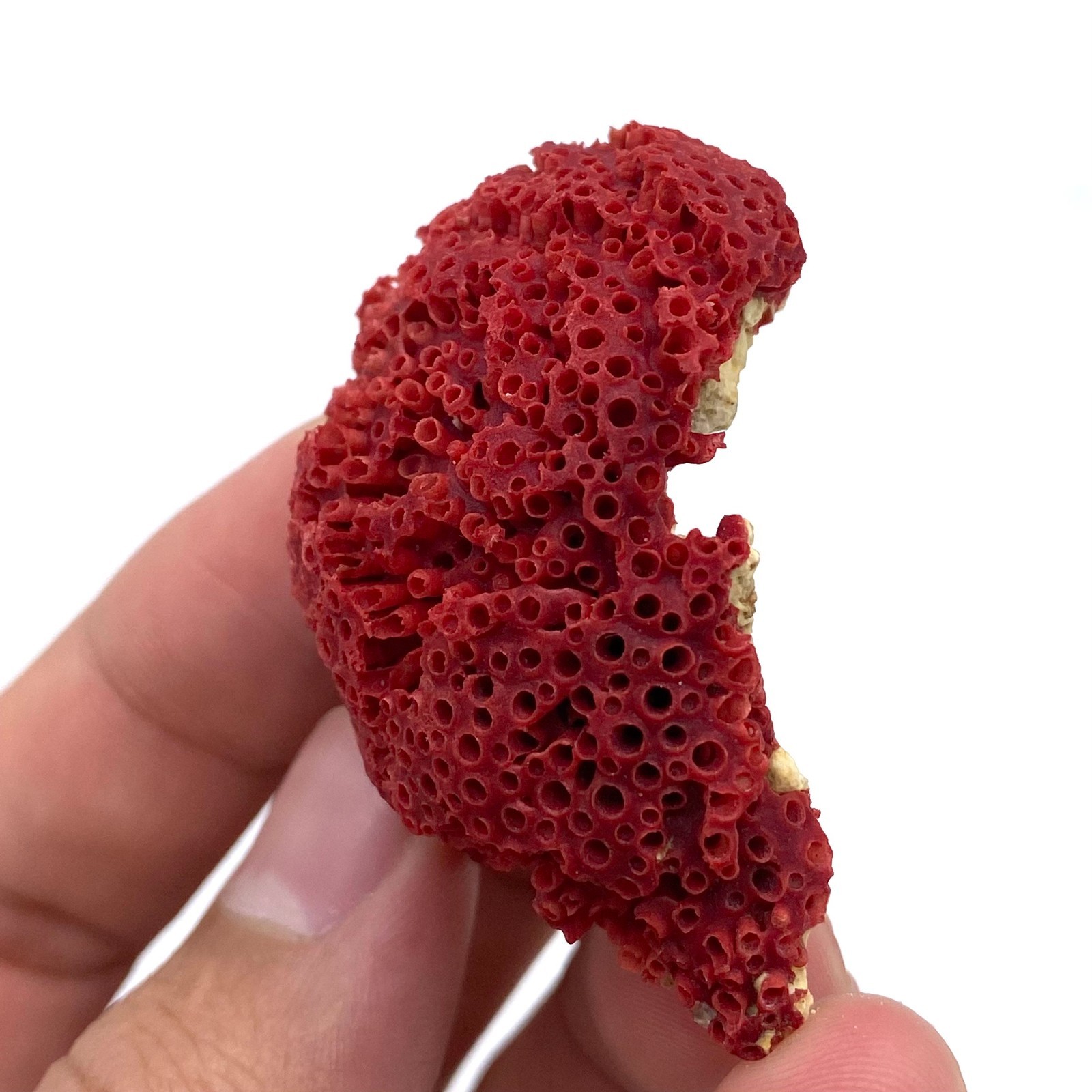 Natural Red Coral with Matrix , Mineral Specimen Collection, Italy