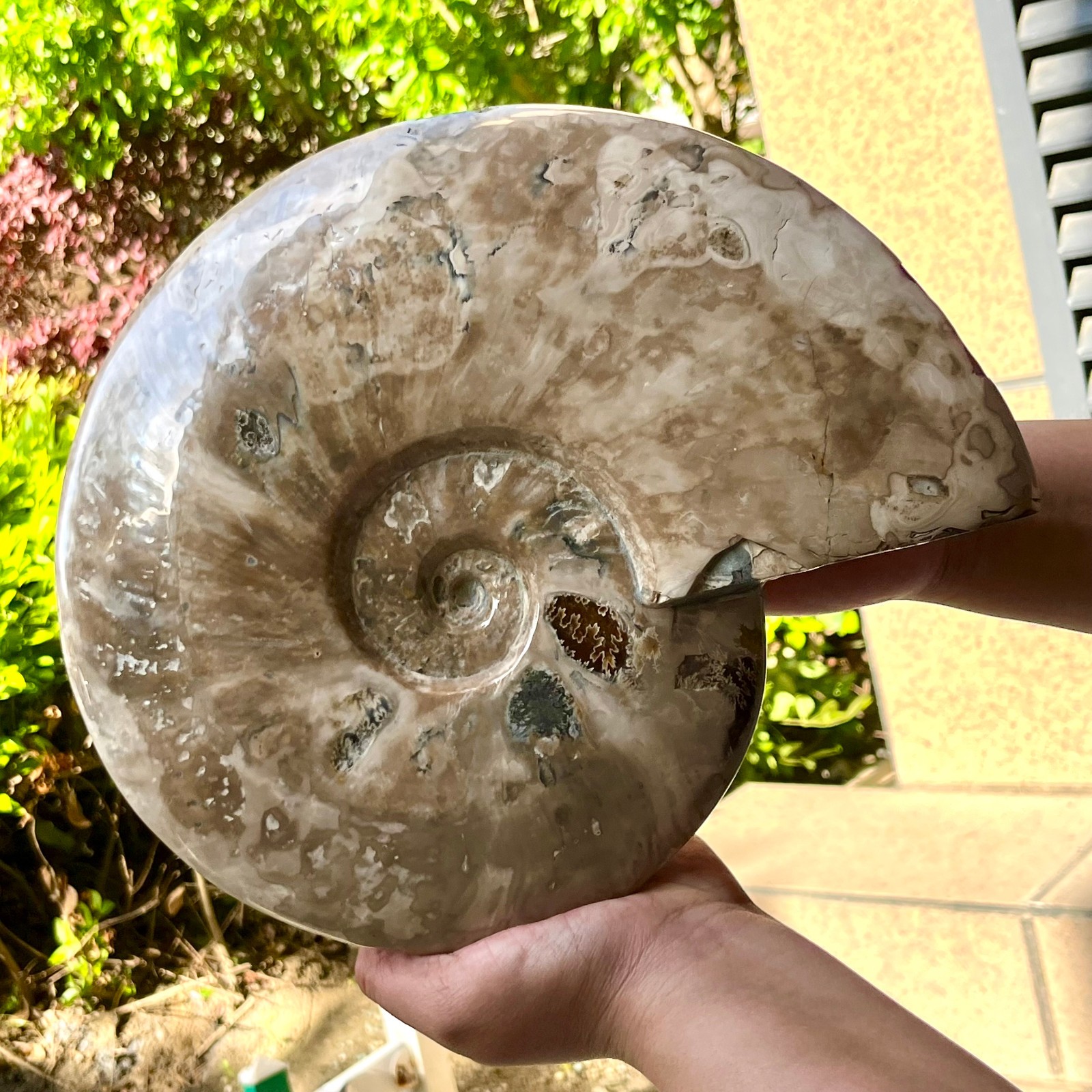Polished Ammonite Fossil Madagascar Natural Spiral Sea Shell Gem 11 lb