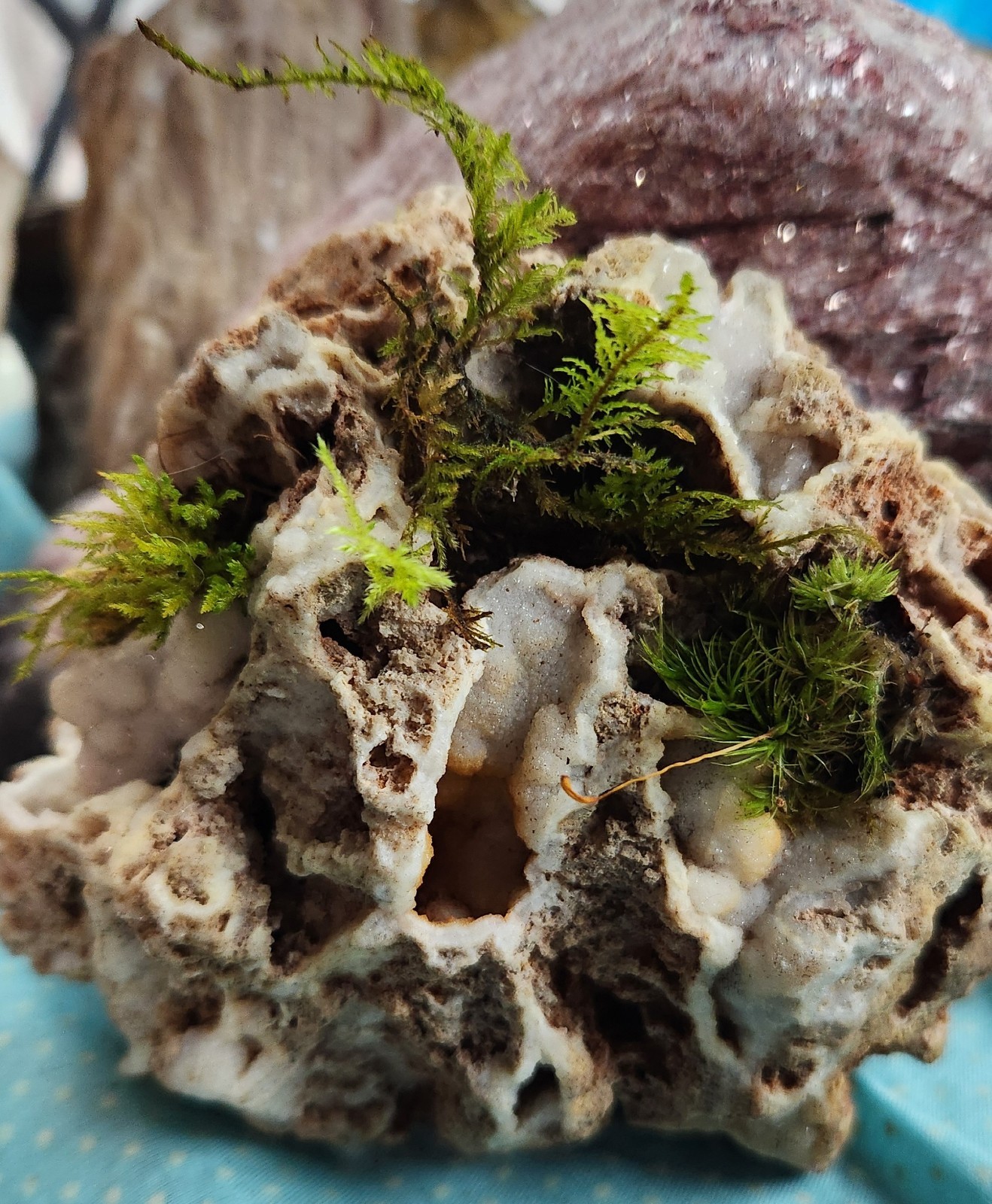 Druzy Quartz Rock Natural Planter Moss Or Succulent Bonne Terre Missouri