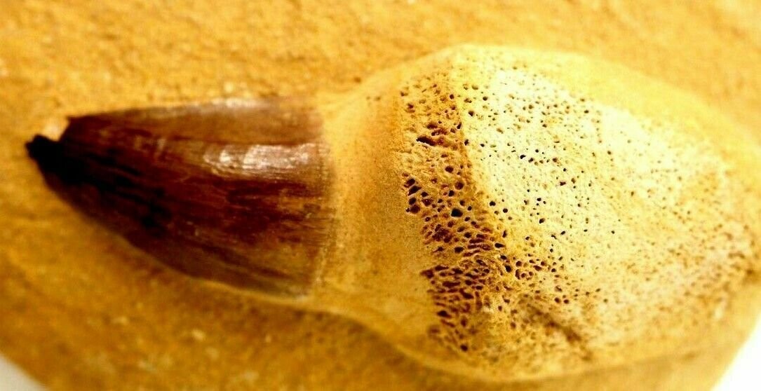Superb Mosasaur Tooth Fossil Mosasaurus w/ Jaw Fragment 82 Million Years