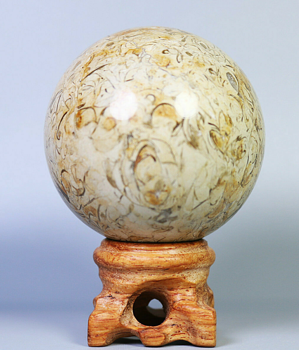 Natural Shell Fossil Quartz Crystal Sphere Ball Stone Healing Mineral Specimen