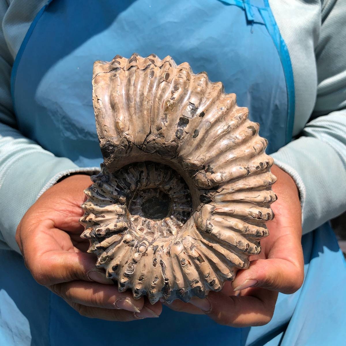 7.15LB 3pc Rare! Natural Tentacle Ammonite Specimen Healing Madagascar